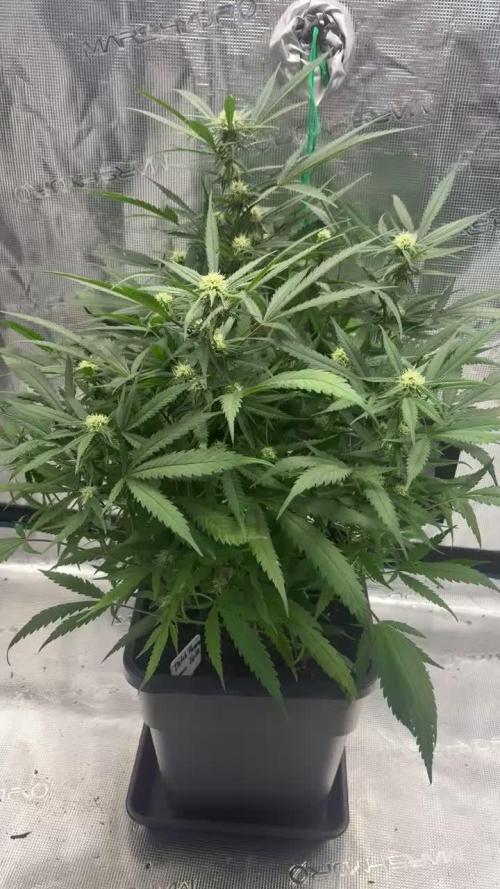 Lemon Zkittlez Steckling