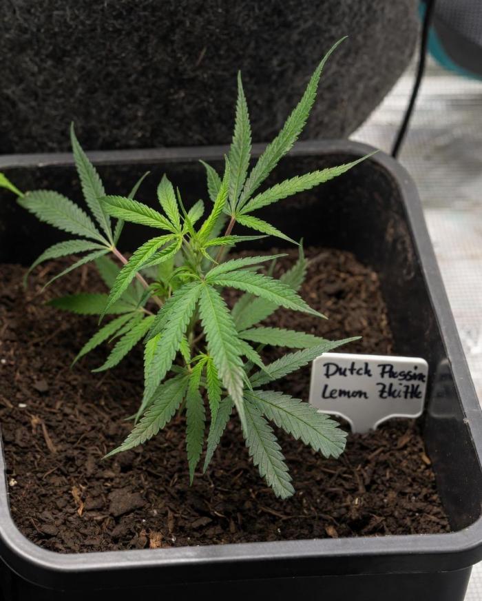 Lemon Zkittlez  Steckling. Week 1