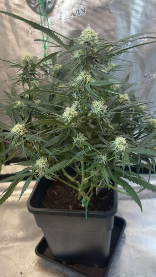 Lemon Zkittlez  Steckling. Week 8