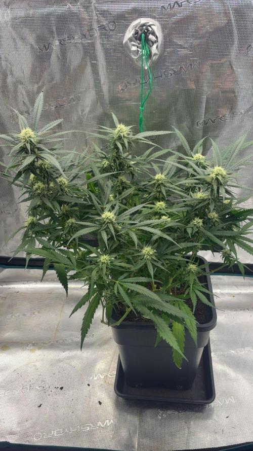Lemon Zkittlez  Steckling. Week 8