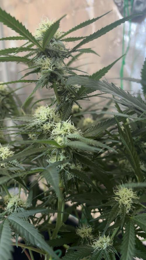 Lemon Zkittlez  Steckling. Week 8