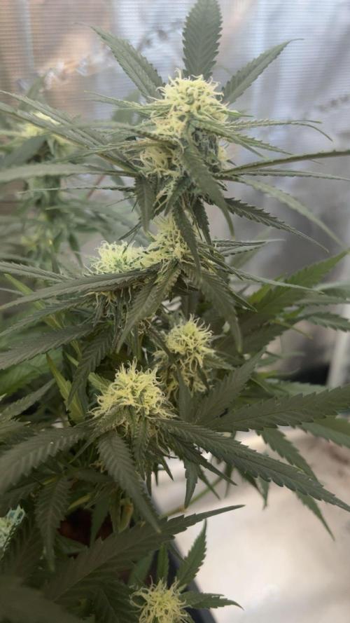 Lemon Zkittlez  Steckling. Week 8