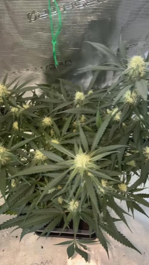 Lemon Zkittlez Steckling