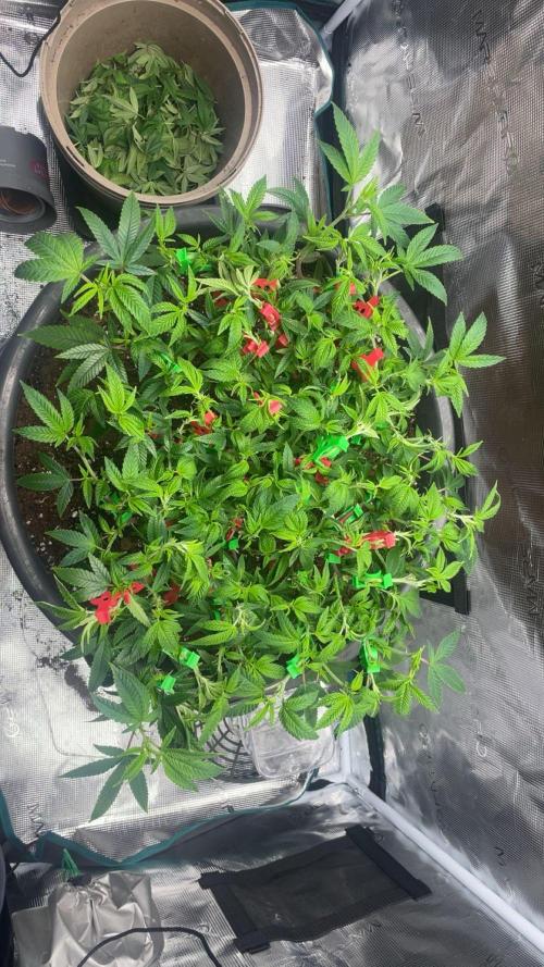Buschi (unknow). Week 11