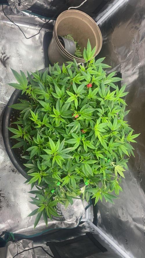 Buschi (unknow). Week 11