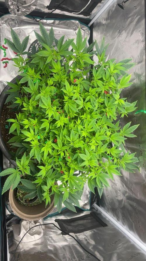Buschi (unknow). Week 11