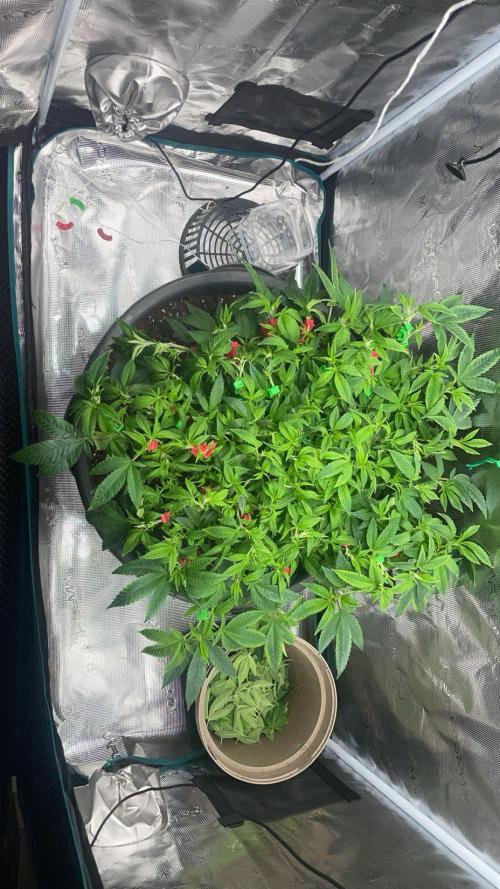 Buschi (unknow). Week 11