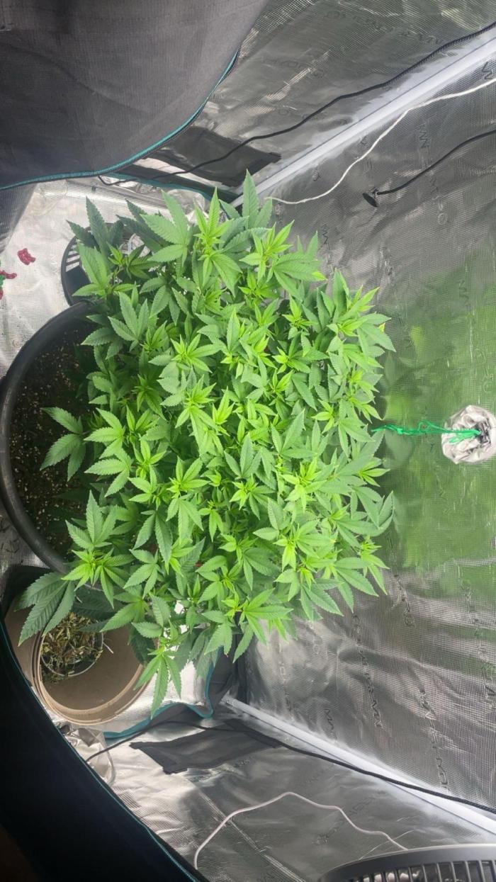 Buschi (unknow). Week 12
