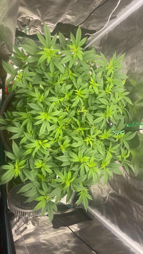 Buschi (unknow). Week 13