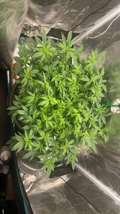Buschi (unknow). Week 13