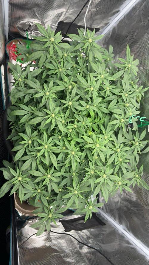 Buschi (unknow). Week 14