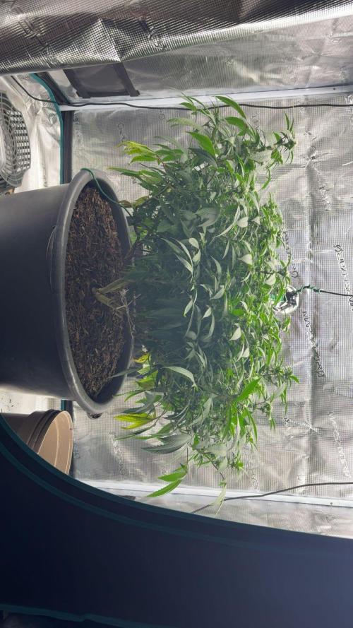 Buschi (unknow). Week 14
