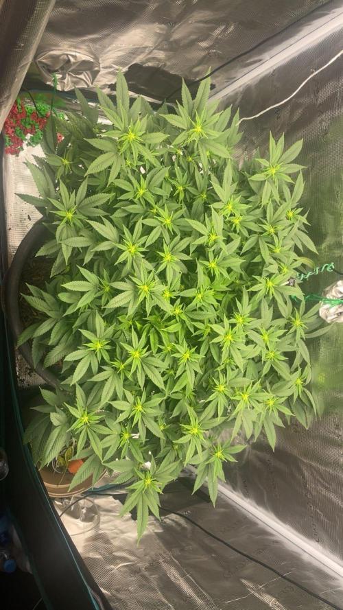 Buschi (unknow). Week 14