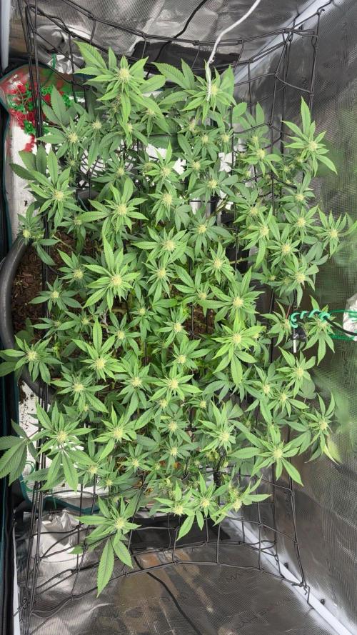Buschi (unknow). Week 15
