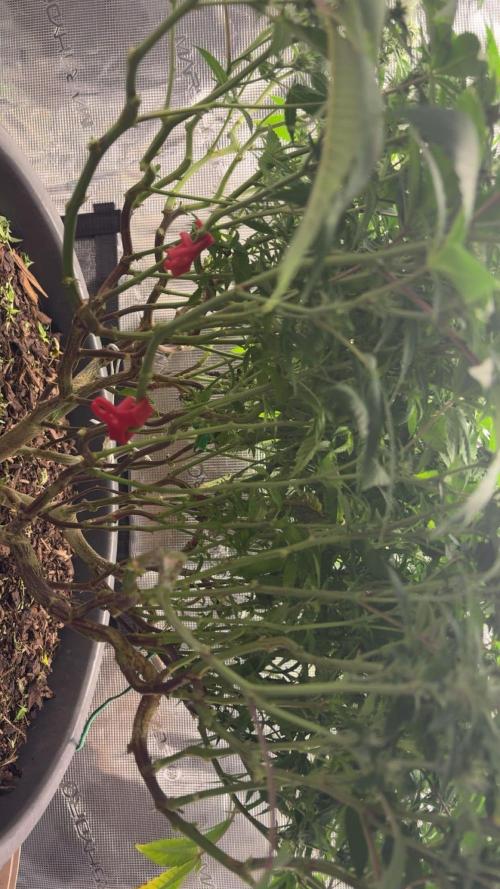 Buschi (unknow). Week 15