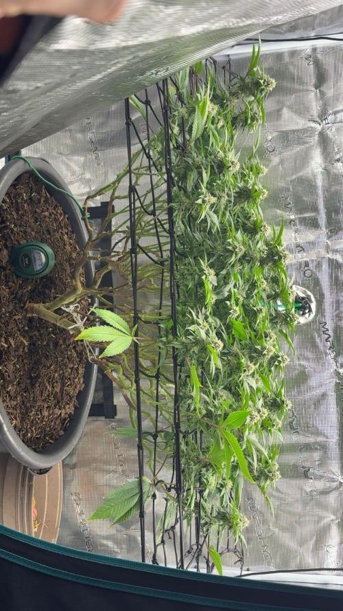Buschi (unknow). Week 16