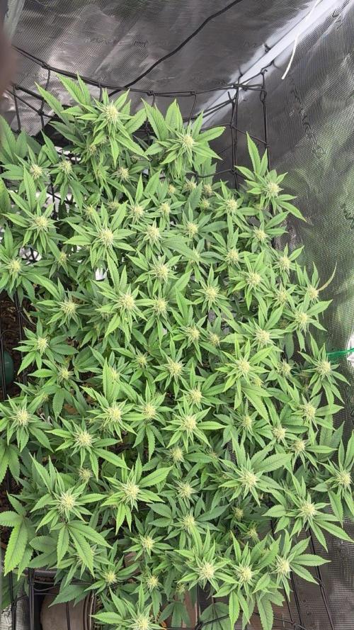 Buschi (unknow). Week 16
