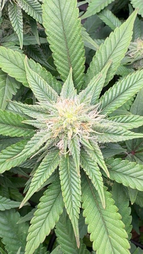 Buschi (unknow). Week 16
