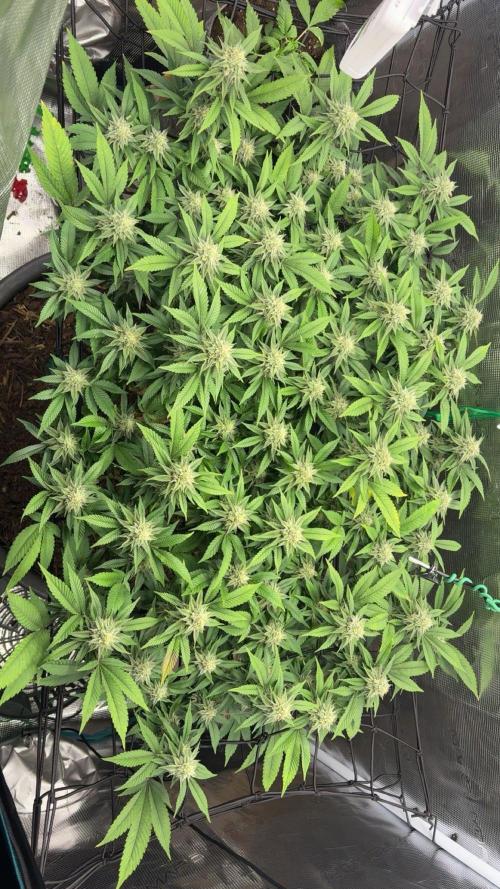 Buschi (unknow). Week 17