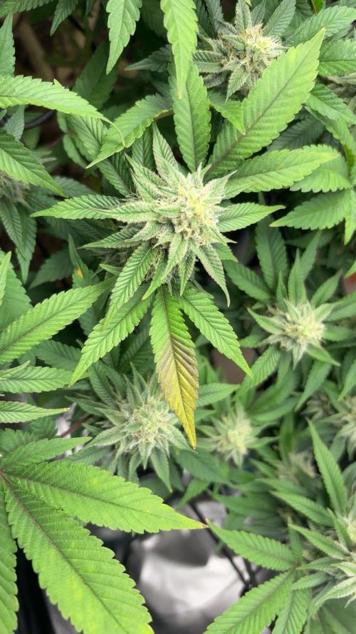Buschi (unknow). Week 17