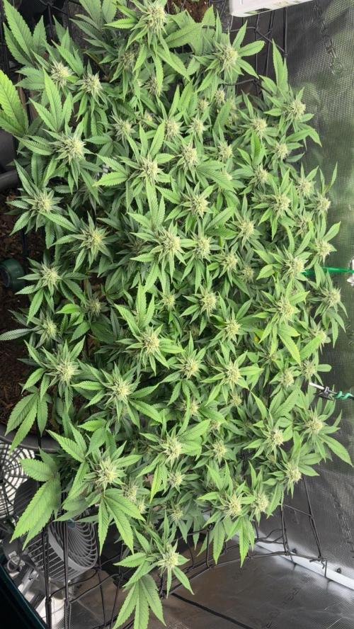 Buschi (unknow). Week 18