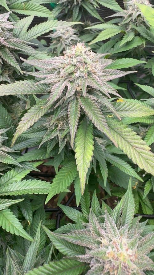 Buschi (unknow). Week 18