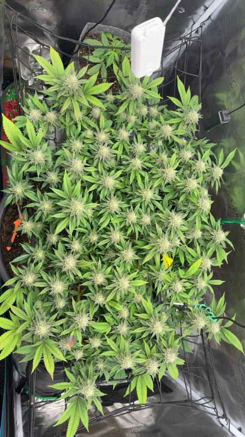 Buschi (unknow). Week 18