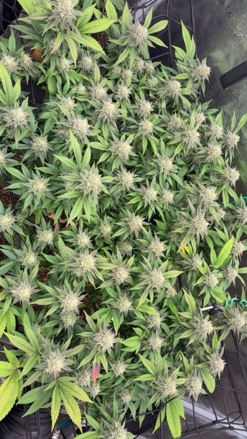 Buschi (unknow). Week 18