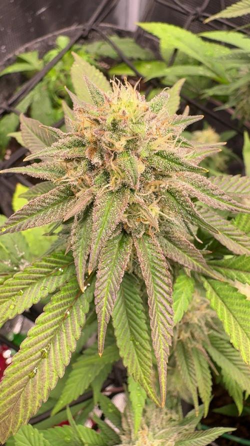 Buschi (unknow). Week 18