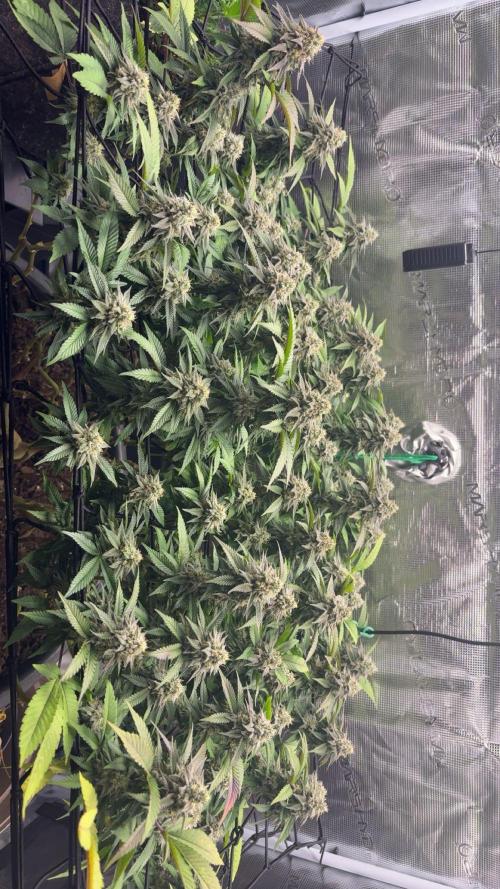 Buschi (unknow). Week 18