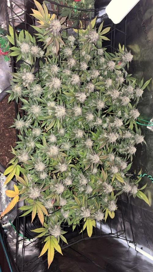 Grow Tent 120x60x180cm (4'x2'x6'). Week 19