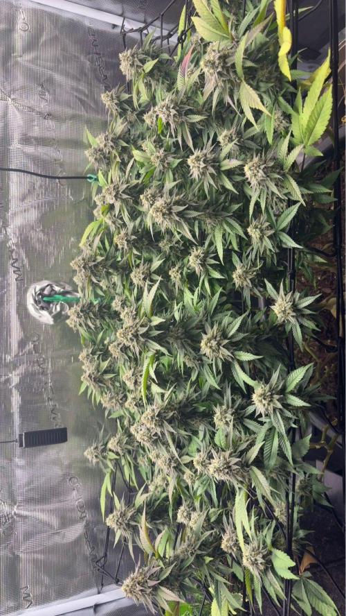 Buschi (unknow). Week 20
