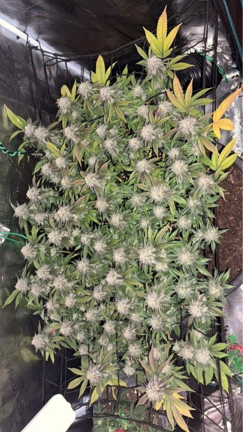 Buschi (unknow). Week 20