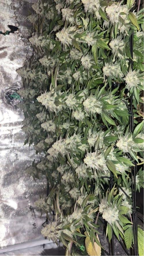 Buschi (unknow). Week 20
