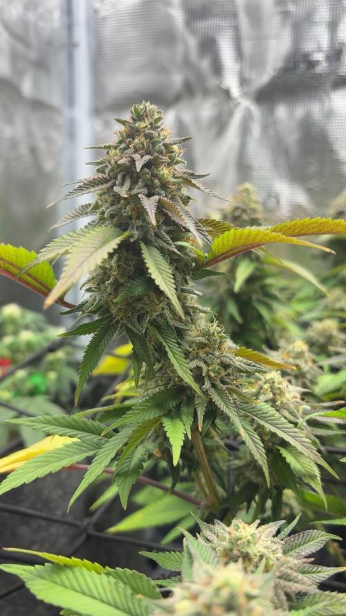 Buschi (unknow). Week 20