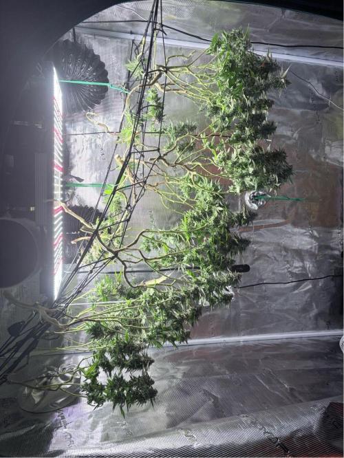 Buschi (unknow). Week 21