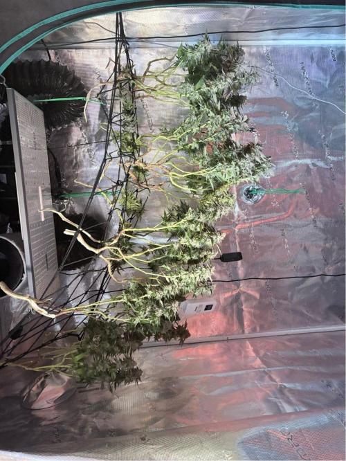 Buschi (unknow). Week 21