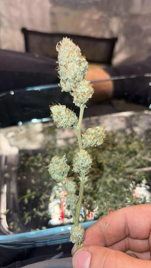 Buschi (unknow). Week 21