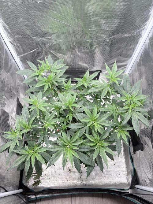Coconut Cloud. Week 7 - Vor dem Training 