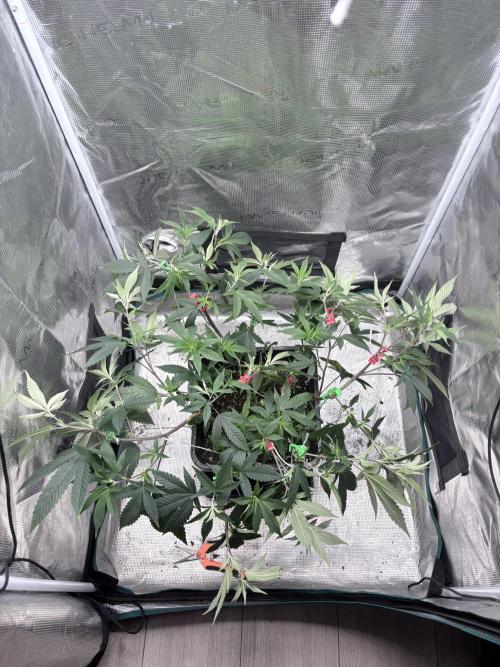 Coconut Cloud. Week 7