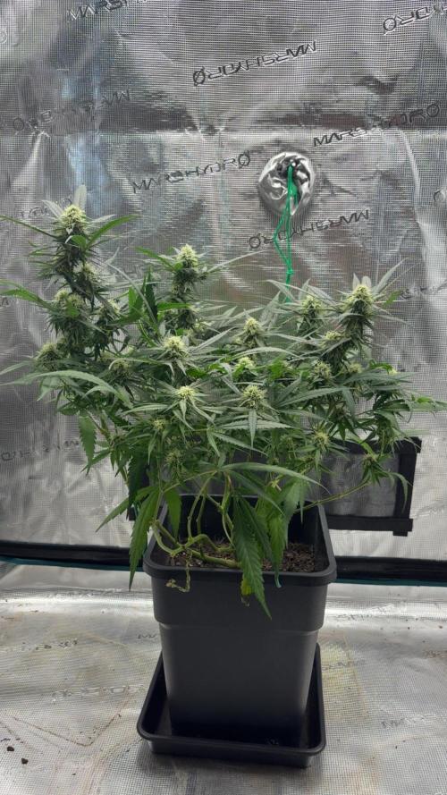 Lemon Zkittle. Week 10