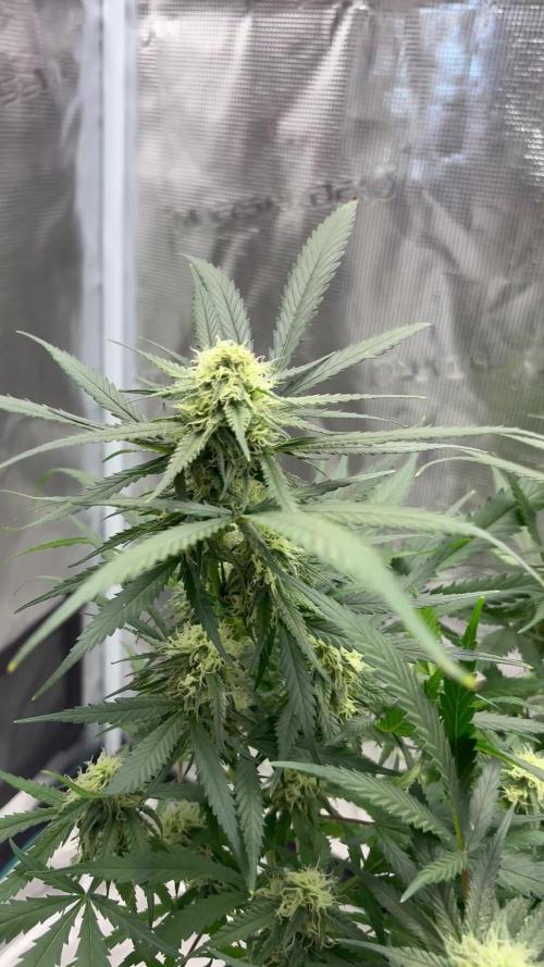 Lemon Zkittlez Steckling