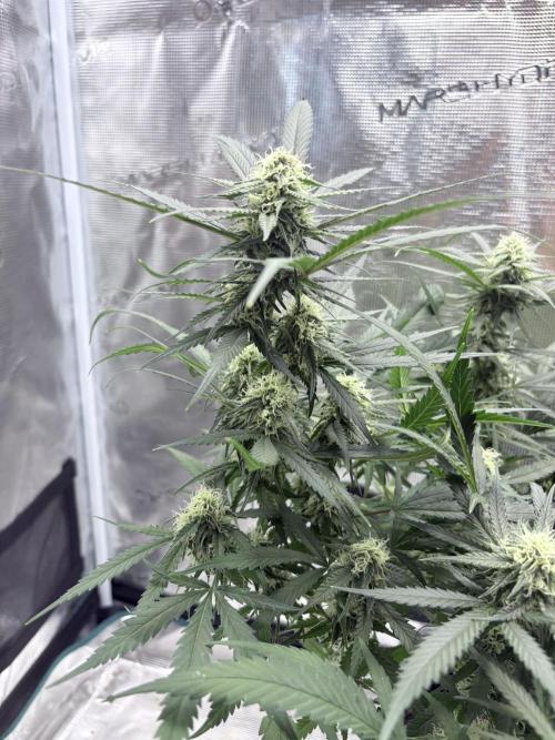 Lemon Zkittlez  Steckling. Week 9