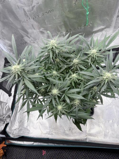 Lemon Zkittlez  Steckling. Week 9