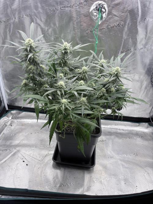 Lemon Zkittle. Week 9