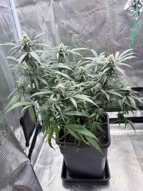 Lemon Zkittlez  Steckling. Week 10