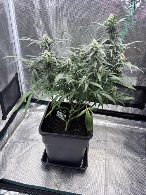 Lemon Zkittlez  Steckling. Week 10