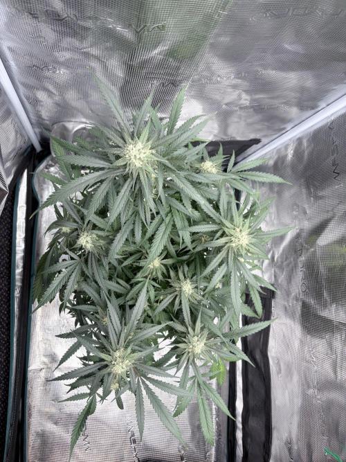 Lemon Zkittle. Week 10