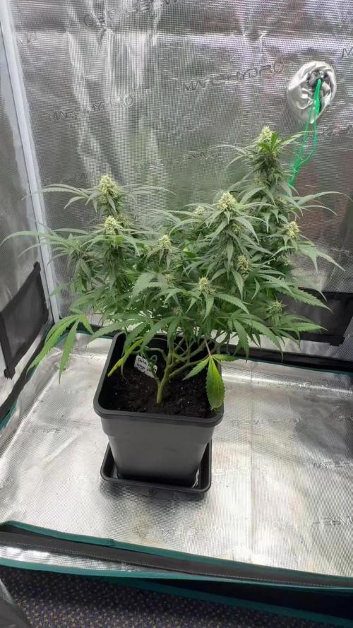 Lemon Zkittlez Steckling