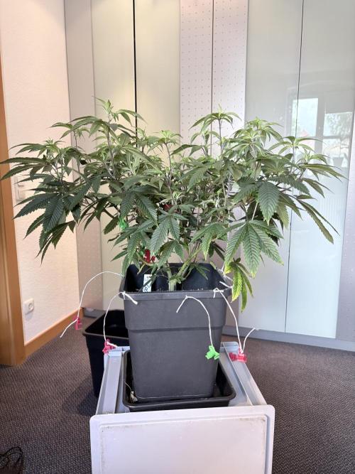 Coconut Cloud. Week 8